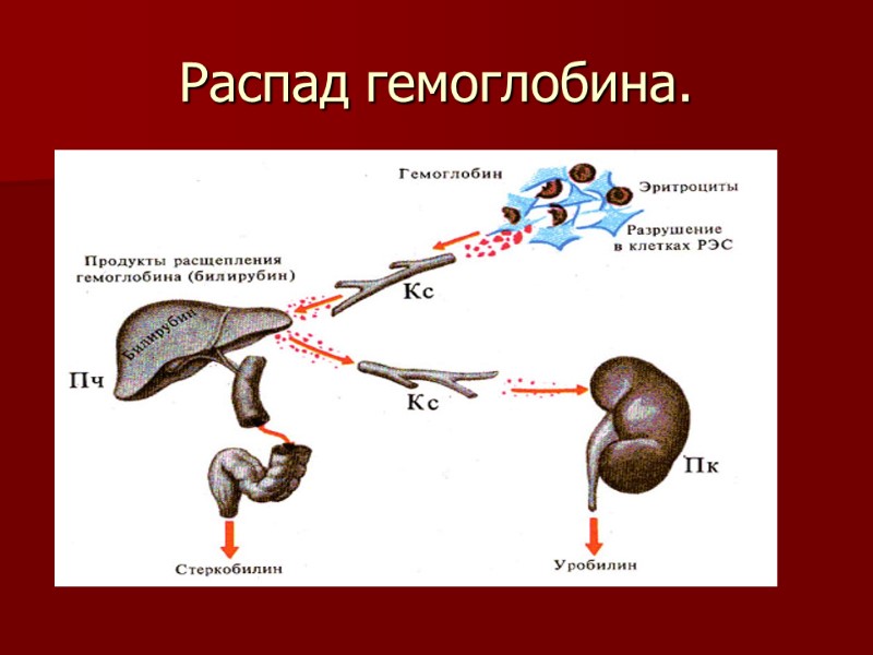 Распад гемоглобина.